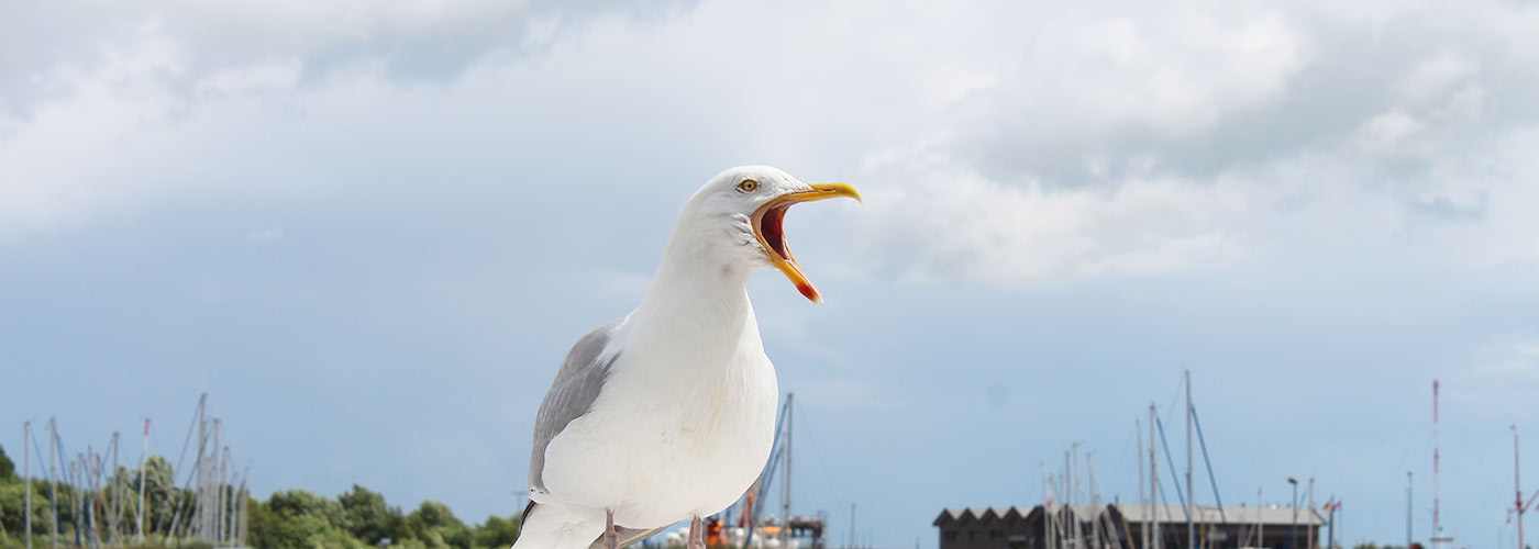 header-1-moewe.jpg
